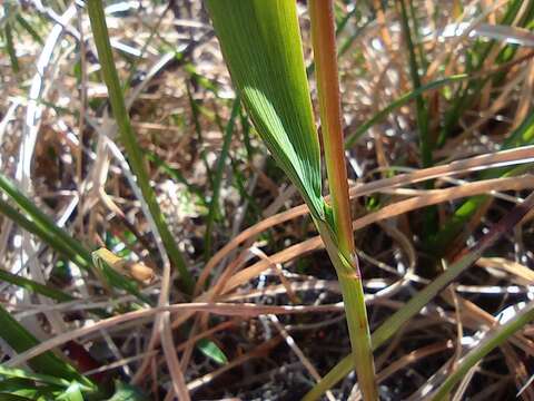 Imagem de Arctagrostis