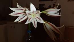 Crinum ornatum (Aiton) Herb. resmi