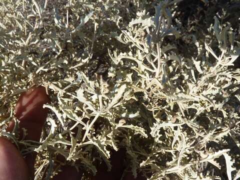 Image of South American saltbush