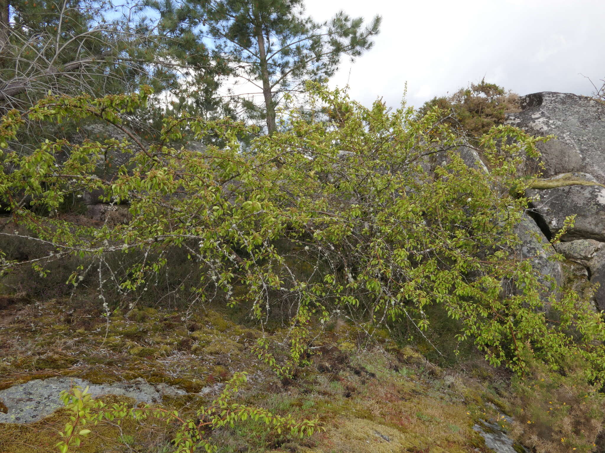 Image of Plymouth pear