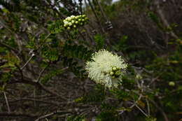 Image of bottlebrush teatree