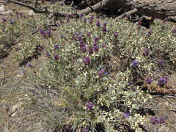 Sivun Salvia pachyphylla Epling ex Munz kuva