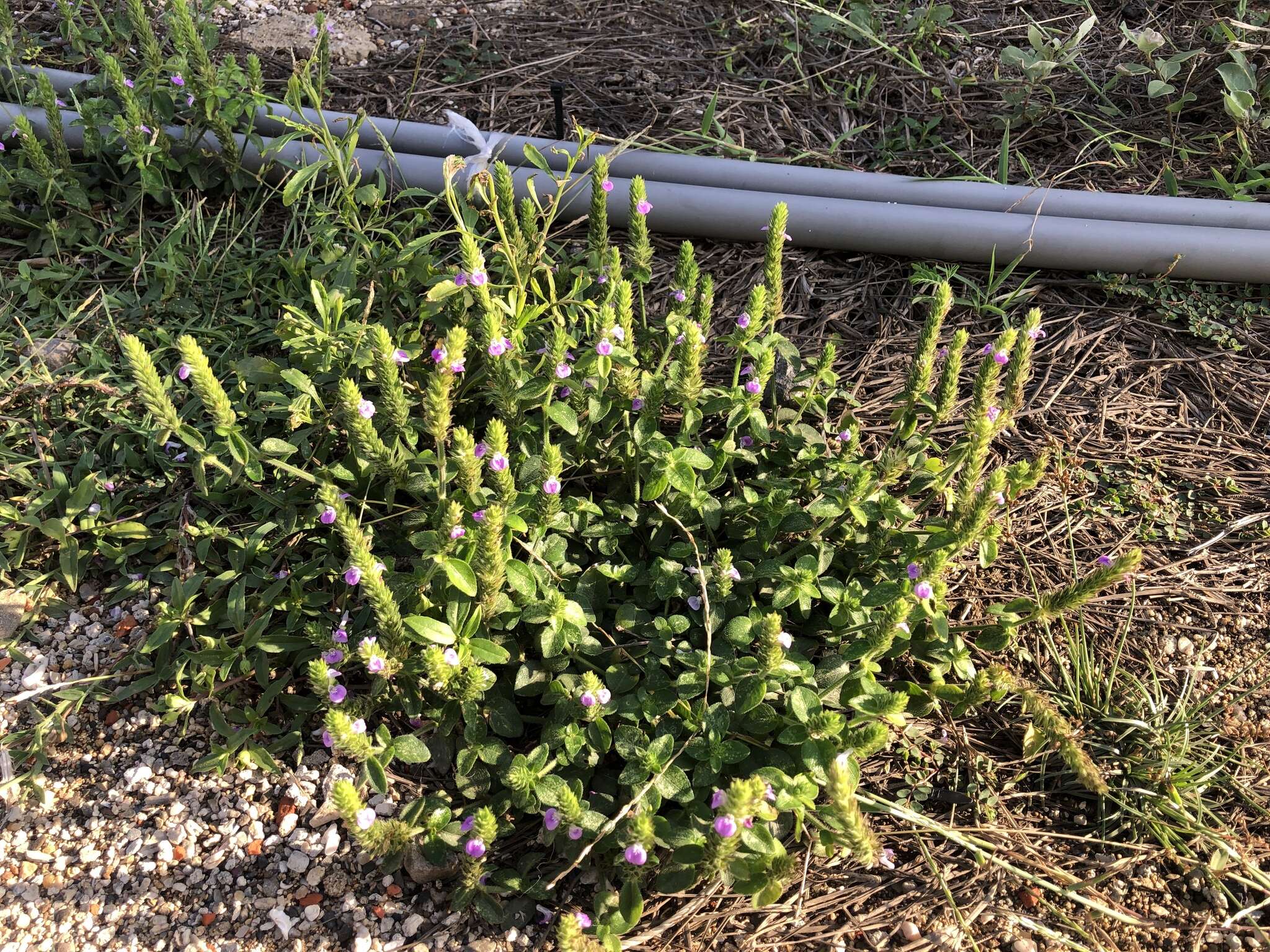 Image of Justicia procumbens var. hirsuta Yamam.