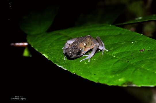 Image of Brown Slender Toad