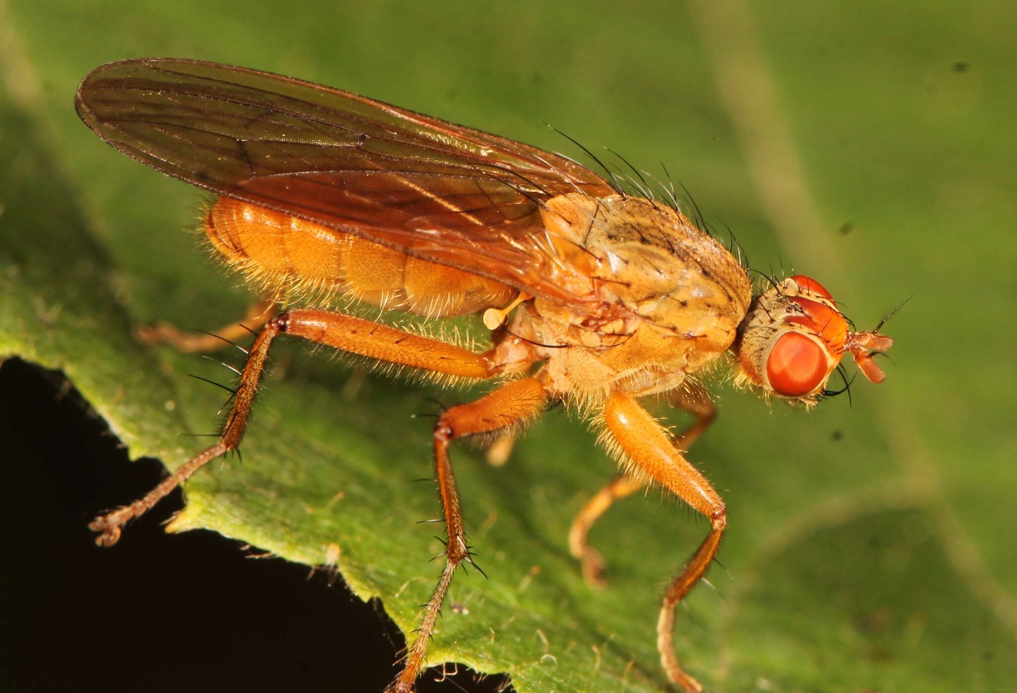 Sivun Scathophaga lutaria (Fabricius 1794) kuva