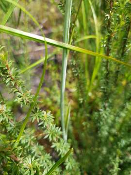 Calochilus uliginosus D. L. Jones的圖片