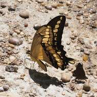 Image of Thoas Swallowtail