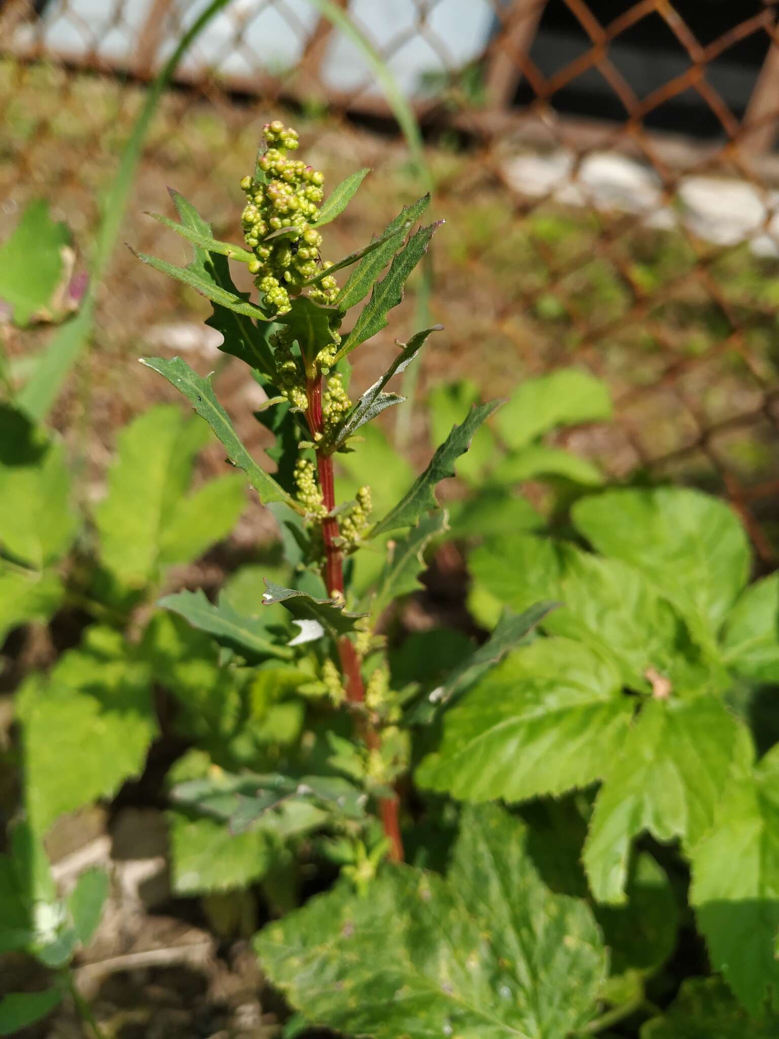 Слика од Oxybasis glauca (L.) S. Fuentes, Uotila & Borsch