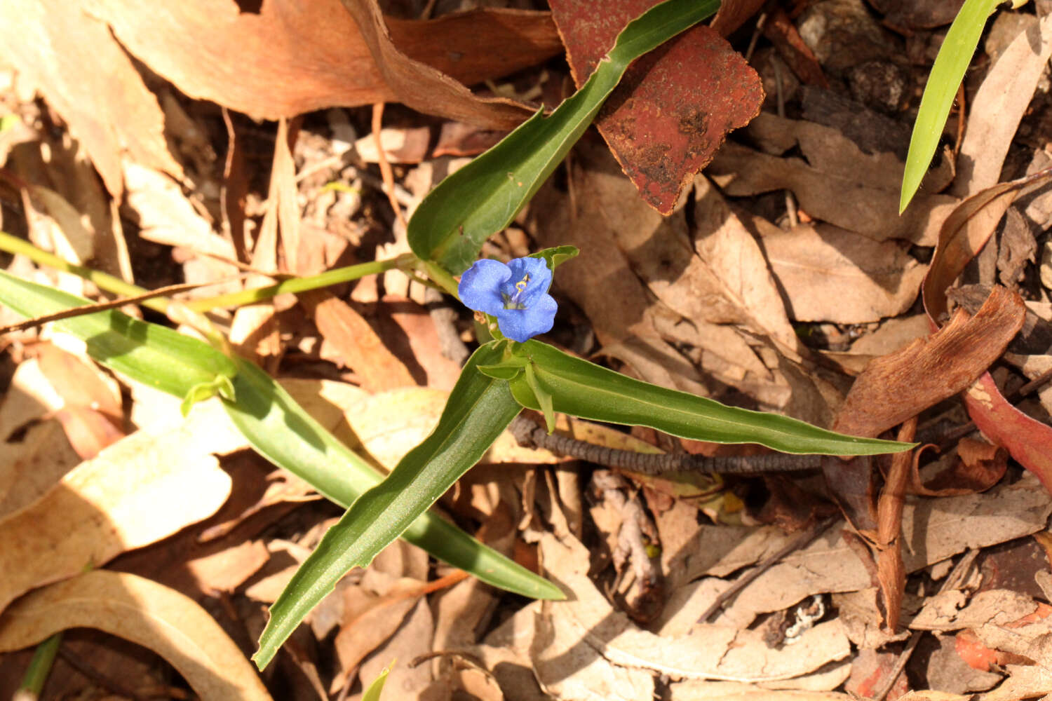 Commelina lanceolata R. Br.的圖片