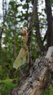 Image of Ognevia longipennis (Shiraki 1910)