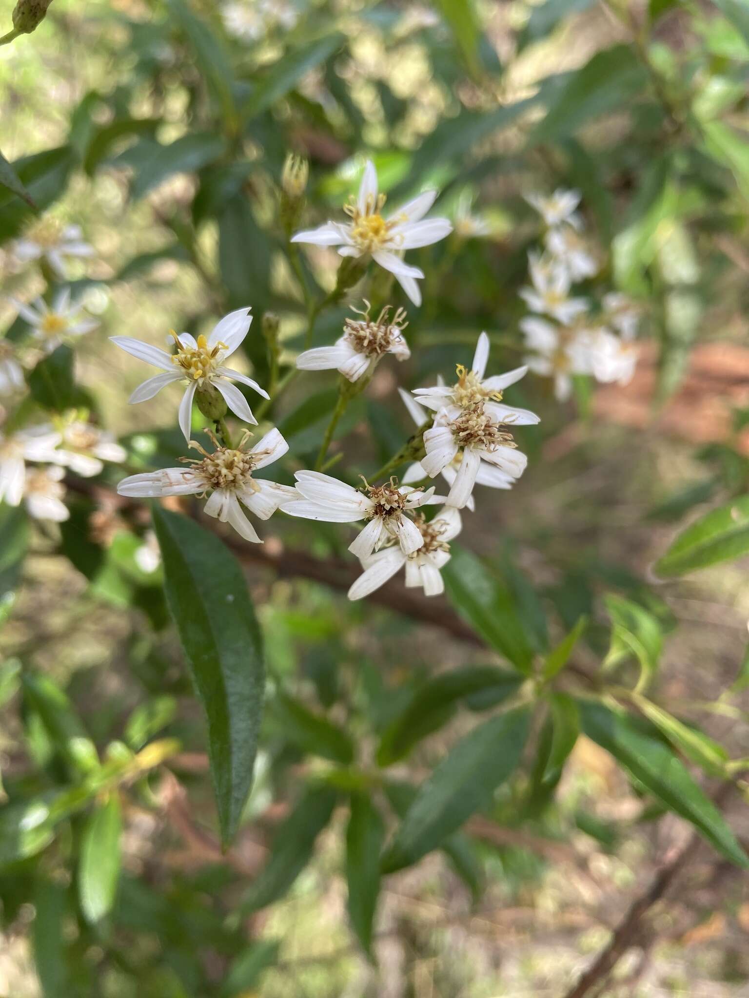 Image of Sticky daisy bush