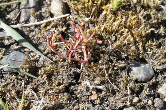 Image of Dwarf Candy-Flower