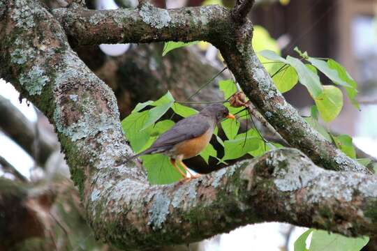 Image of Abyssinian Thrush