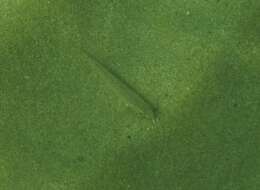 Image of Francis&#39; goatfish