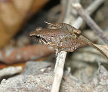 Image of Hasche's Frog