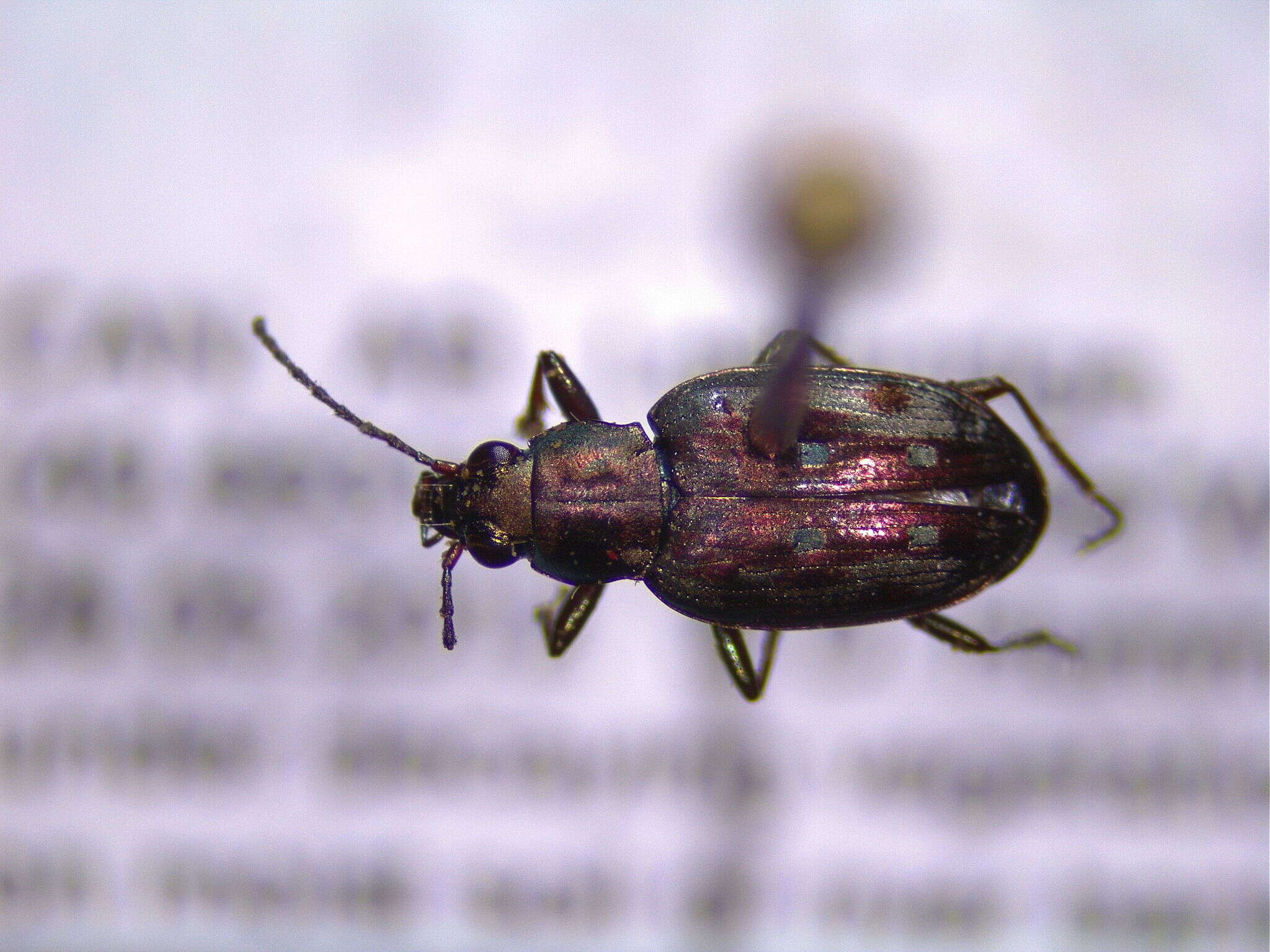 Plancia ëd Bembidion (Bracteon) inaequale Say 1823