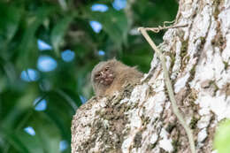 Image of pygmy marmoset