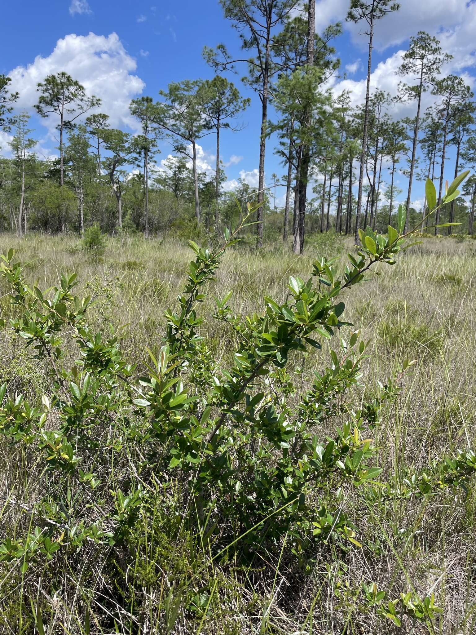 Image of bear tupelo