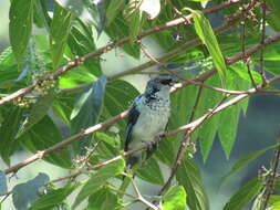 صورة Poecilostreptus cabanisi (Sclater & PL 1868)