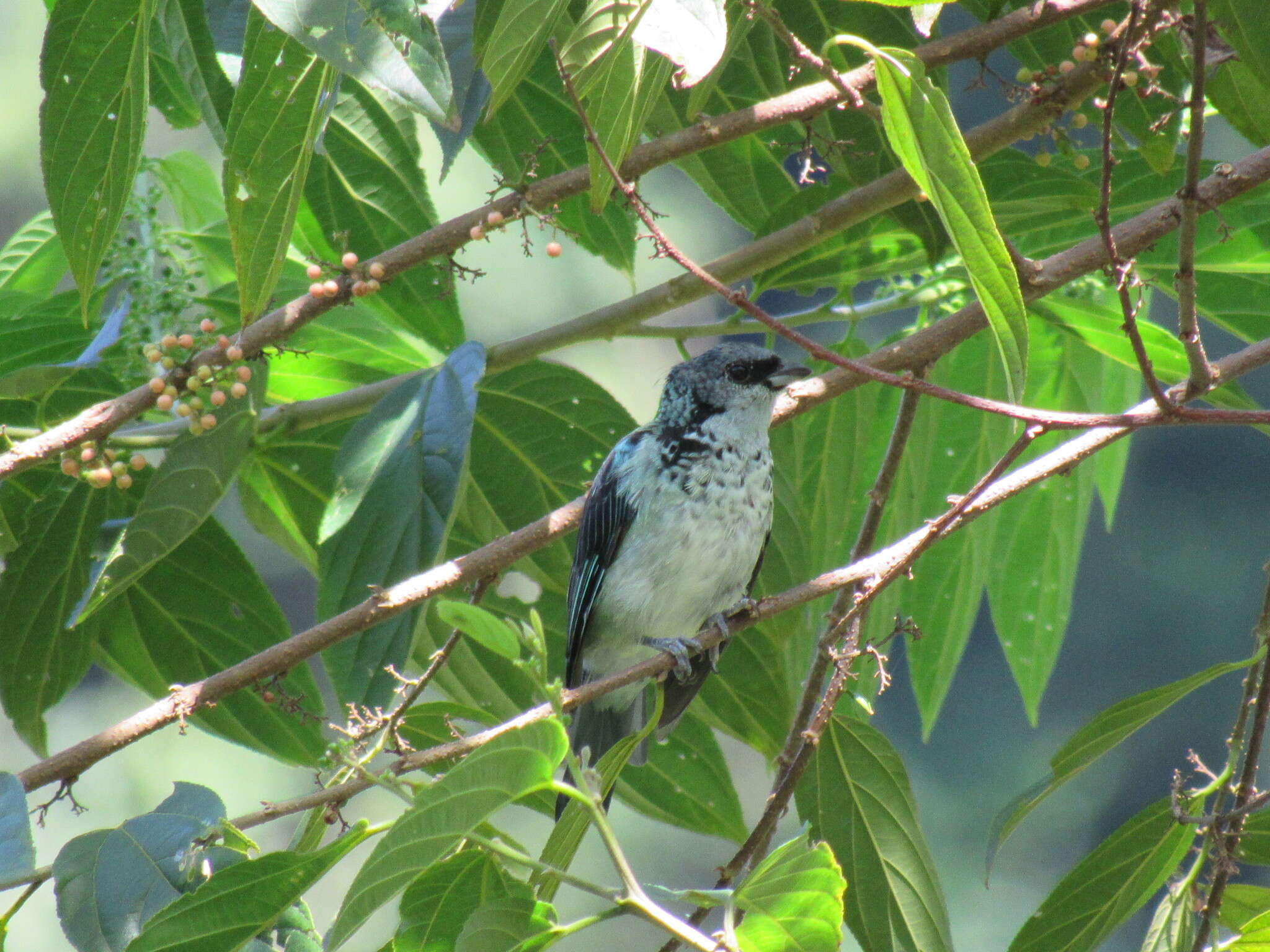 صورة Poecilostreptus cabanisi (Sclater & PL 1868)