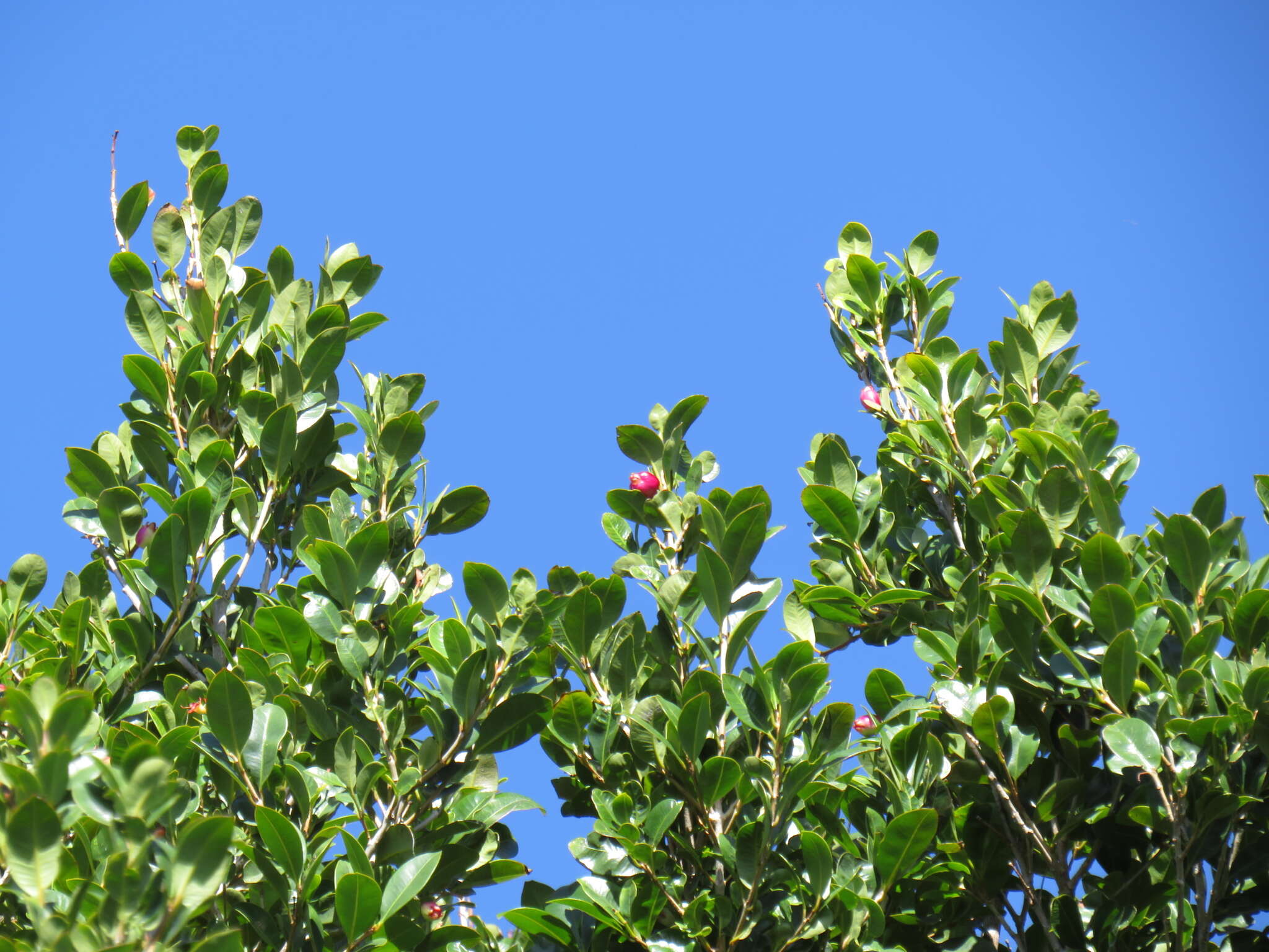 Image of Syzygium australe (Wendl. ex Link) B. P. M. Hyland