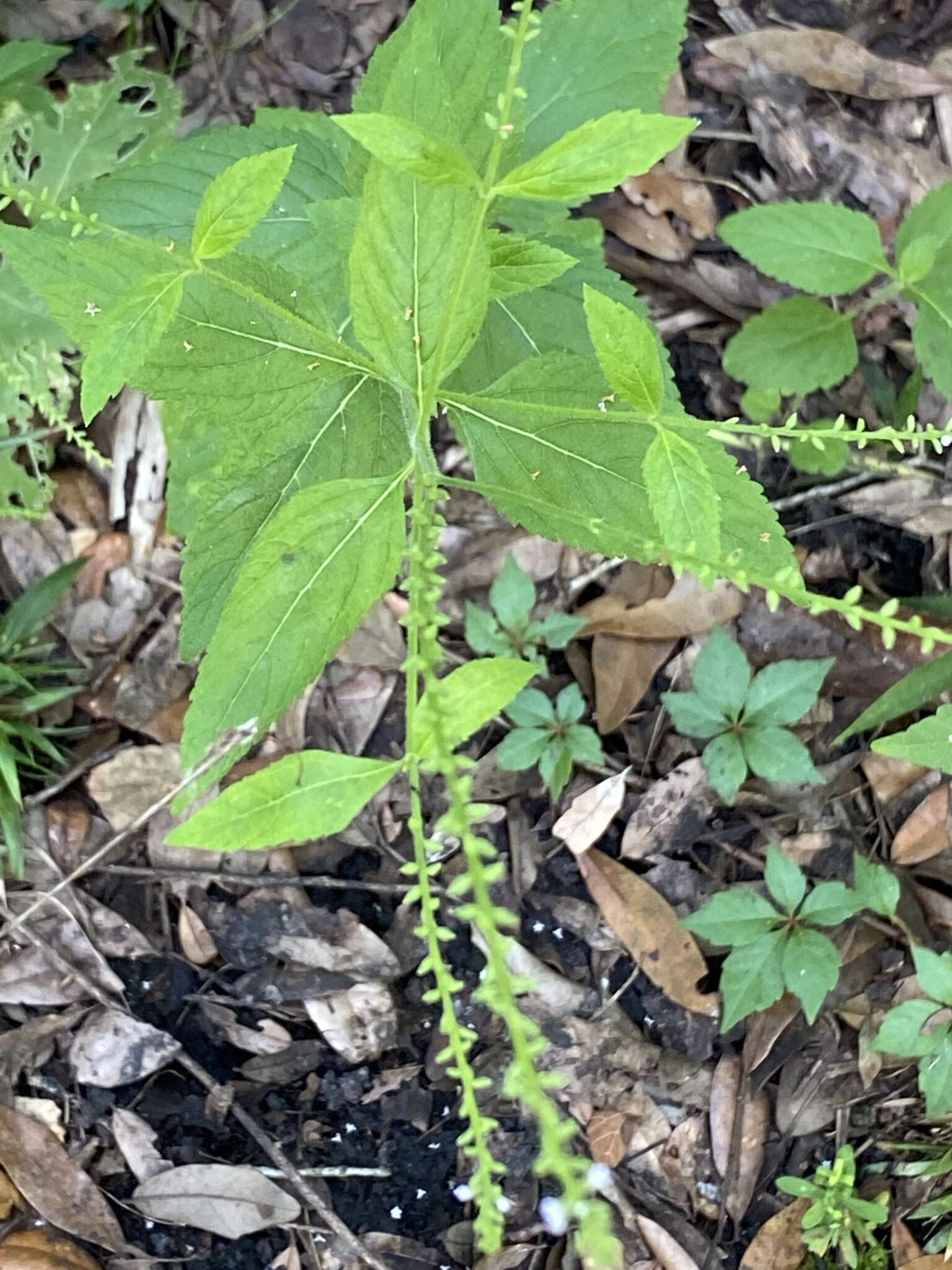 Image of Sandpaper Vervain