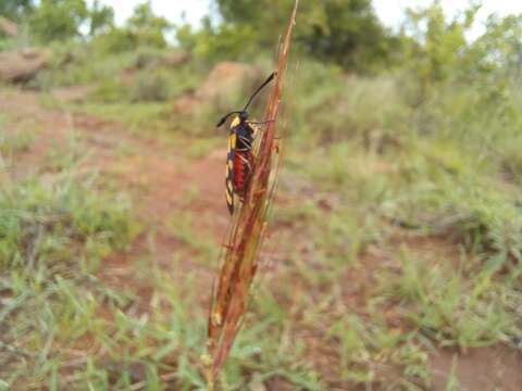 Image of Praezygaena agria Distant 1892