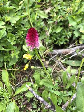 Gymnadenia bicolor (W. Foelsche) W. Foelsche & O. Gerbaud的圖片