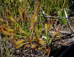 Drosera ramentacea Burch. ex DC.的圖片