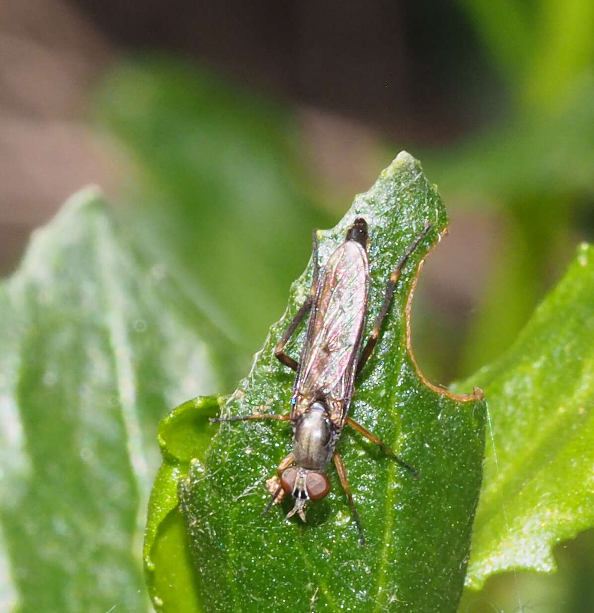 Image of Taenogerella elizabethae Winterton, Irwin & Yeates 1999