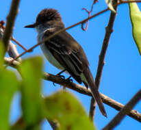 Image of Puerto Rican Flycatcher