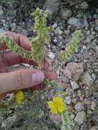 Image of Helianthemum syriacum (Jacq.) Dum.-Courset