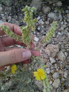 Helianthemum syriacum (Jacq.) Dum.-Courset resmi