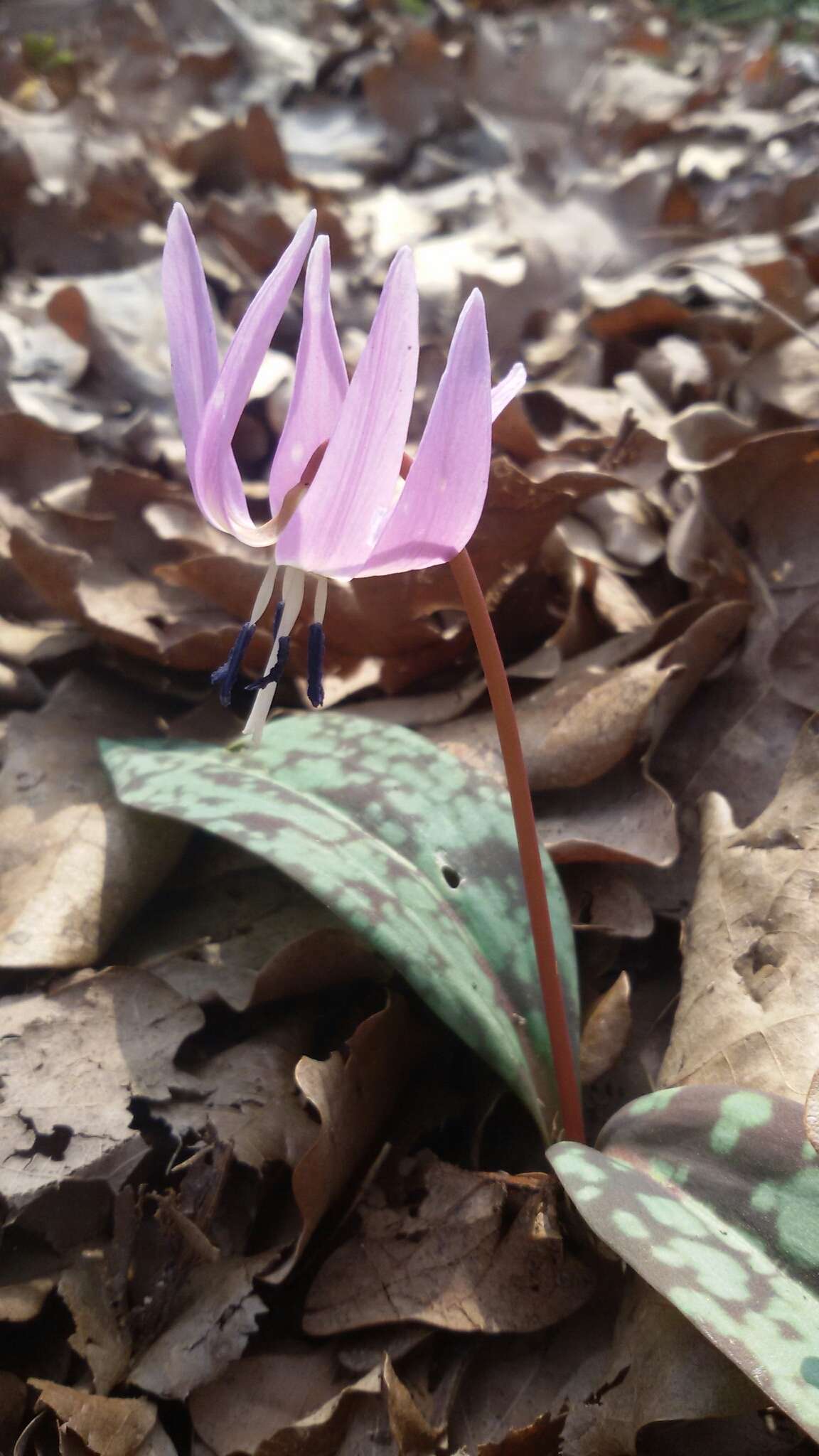 Image of Dog tooth lily