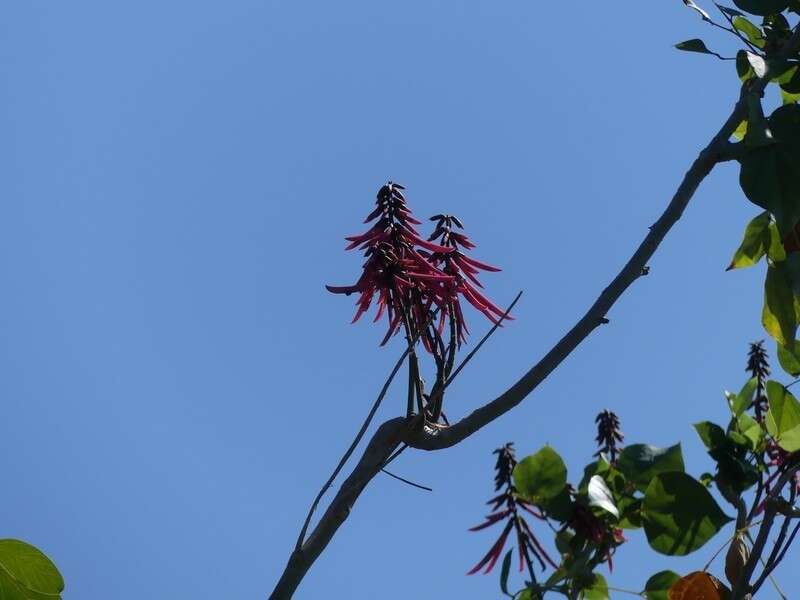 Image de Erythrina standleyana Krukoff