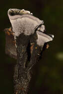 Image of Phellodon niger (Fr.) P. Karst. 1881