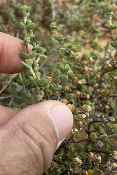 Imagem de Drosanthemum praecultum (N. E. Br.) Schwant.