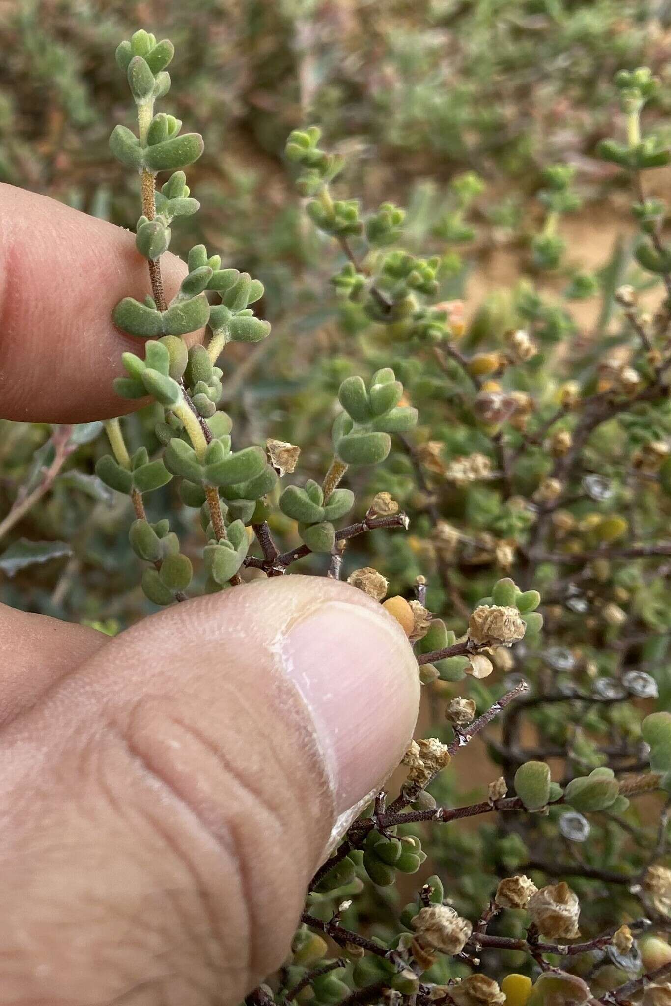 Image of Drosanthemum praecultum (N. E. Br.) Schwant.