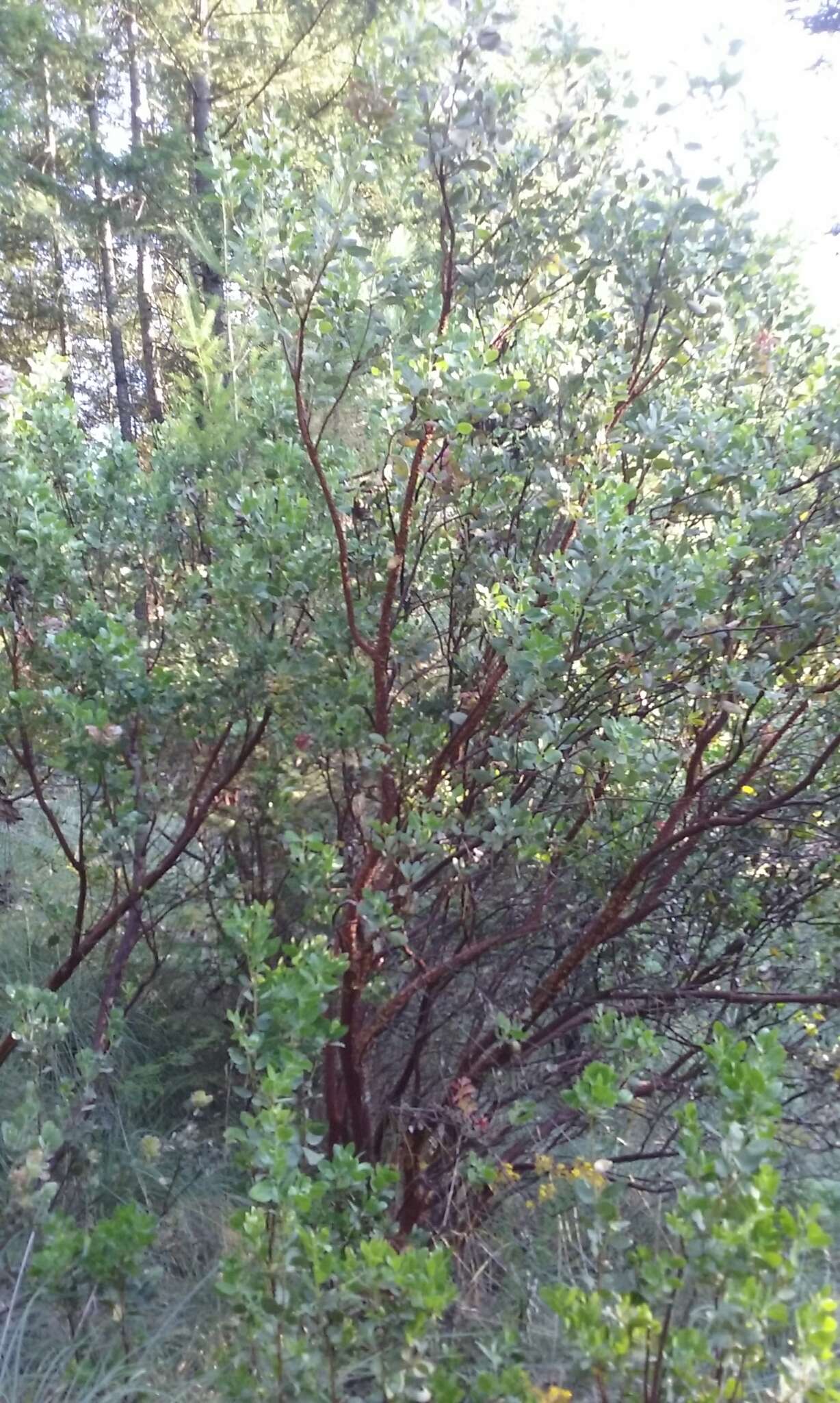 Слика од Arctostaphylos manzanita subsp. elegans (Eastw.) P. V. Wells