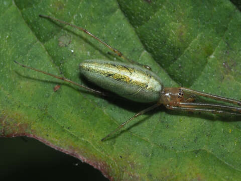 Image de Tetragnatha extensa (Linnaeus 1758)