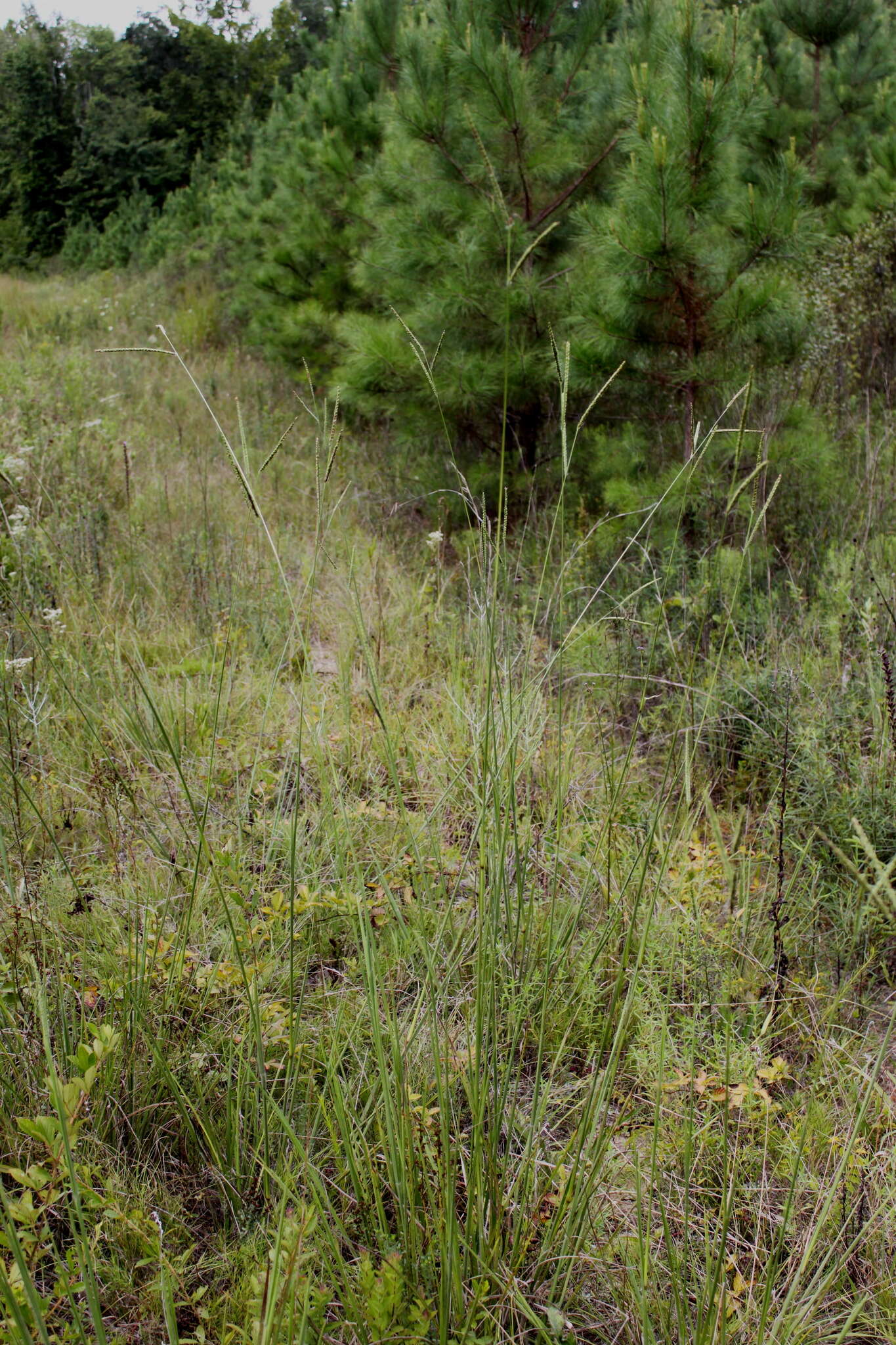 Imagem de Paspalum floridanum Michx.