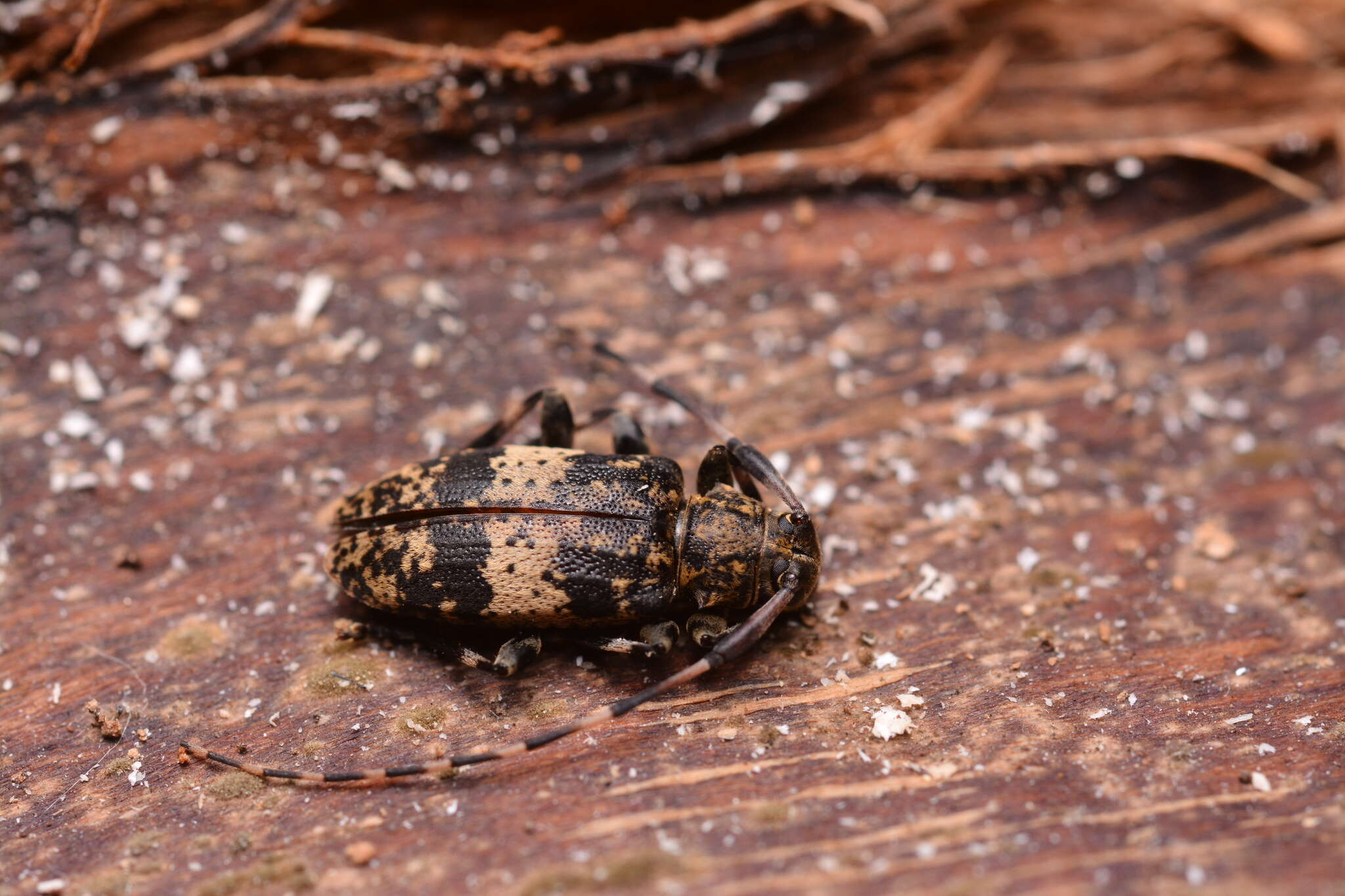 Image of Leiopus linnei Wallin, Nýlander & Kvamme 2009