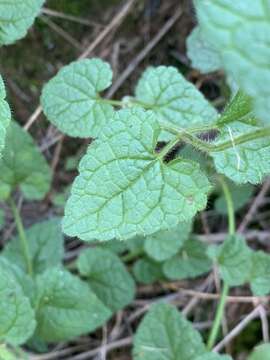 Imagem de Stachys natalensis Hochst.