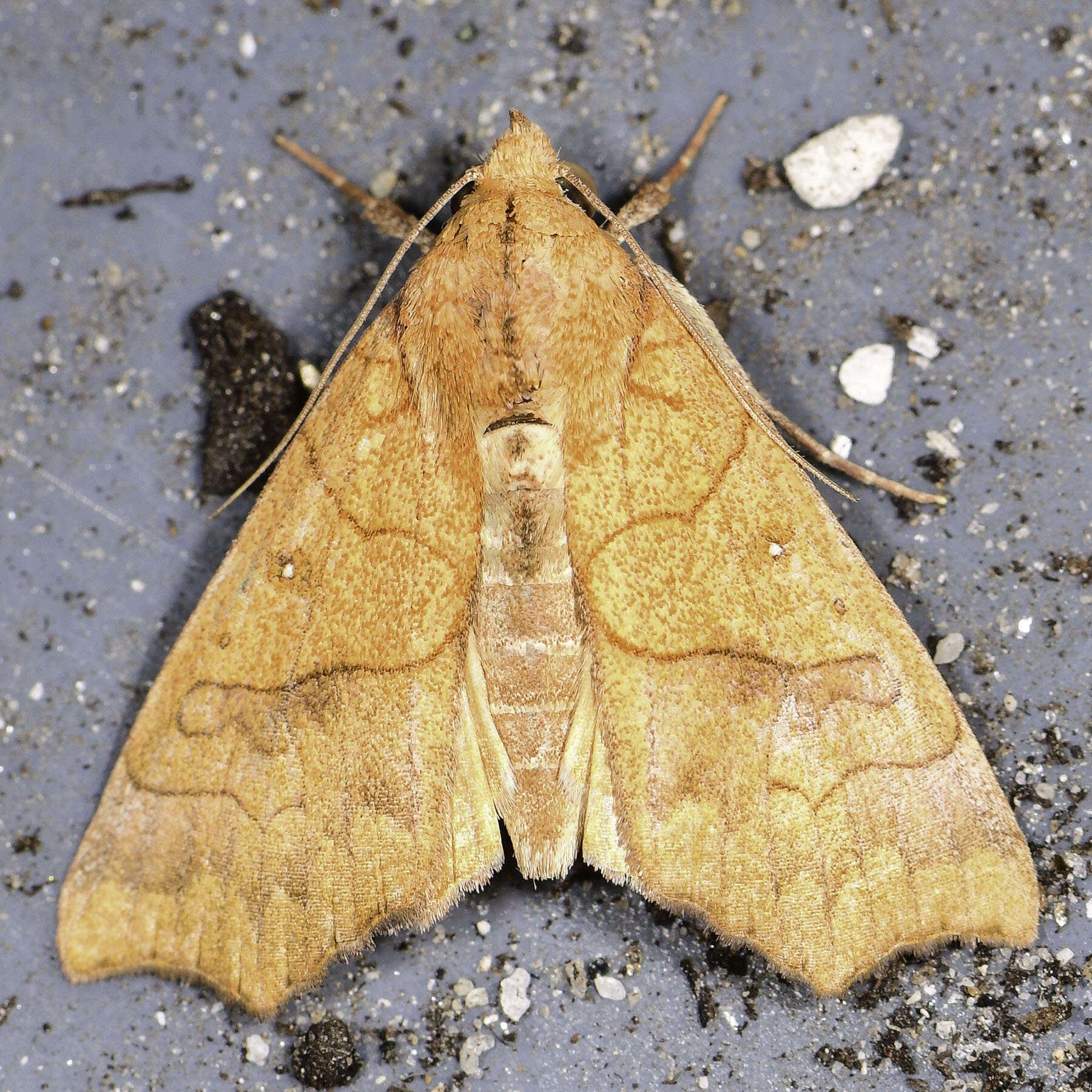 Image of Yellow Scallop Moth