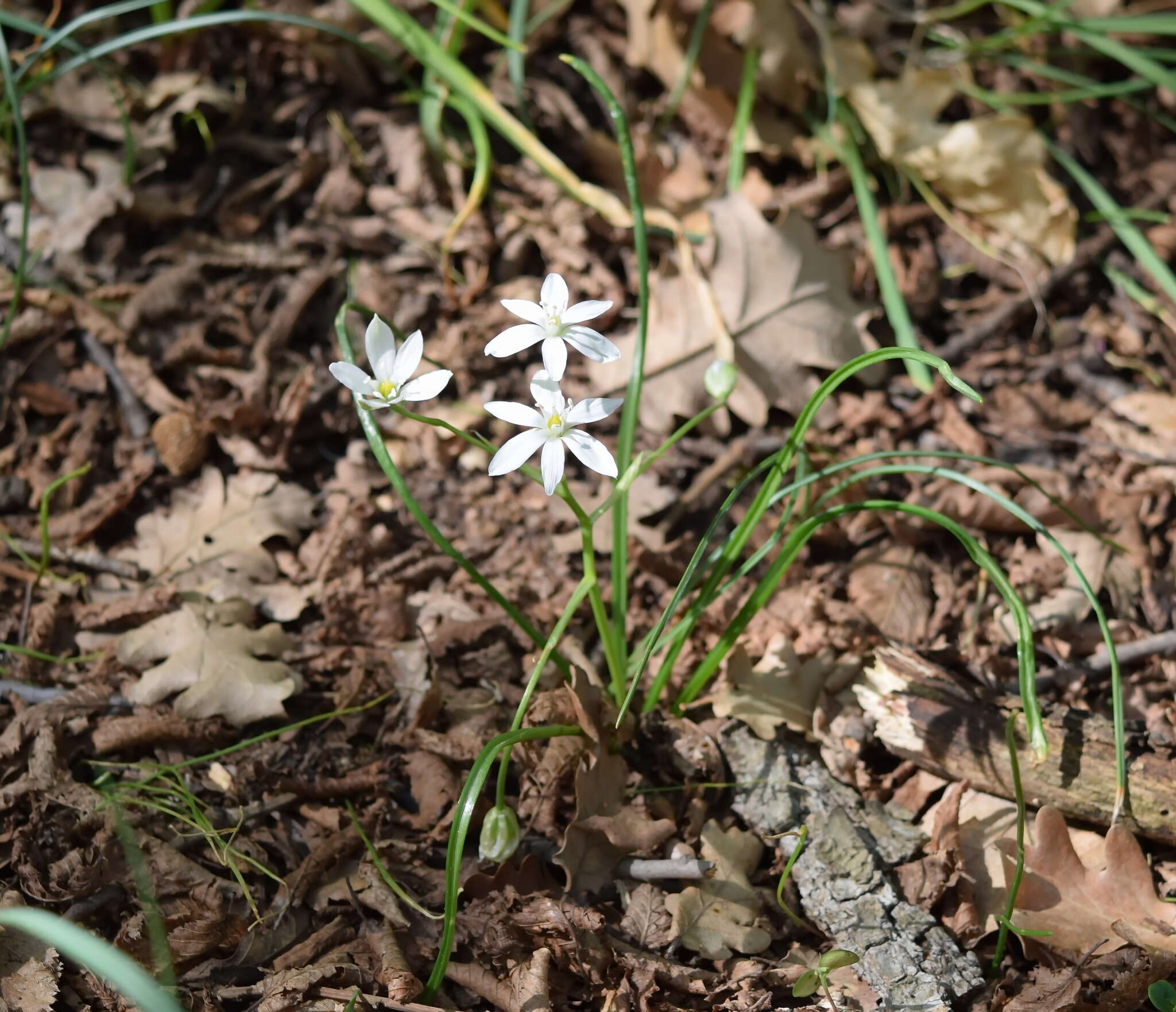 Image of Ornithogalum woronowii Krasch.