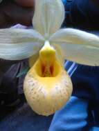 Imagem de Cypripedium molle Lindl.