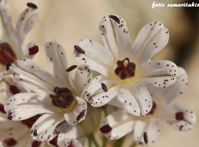 Image of Allium callimischon subsp. haemostictum Stearn