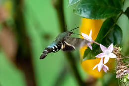 Image de Macroglossum micacea Walker 1856