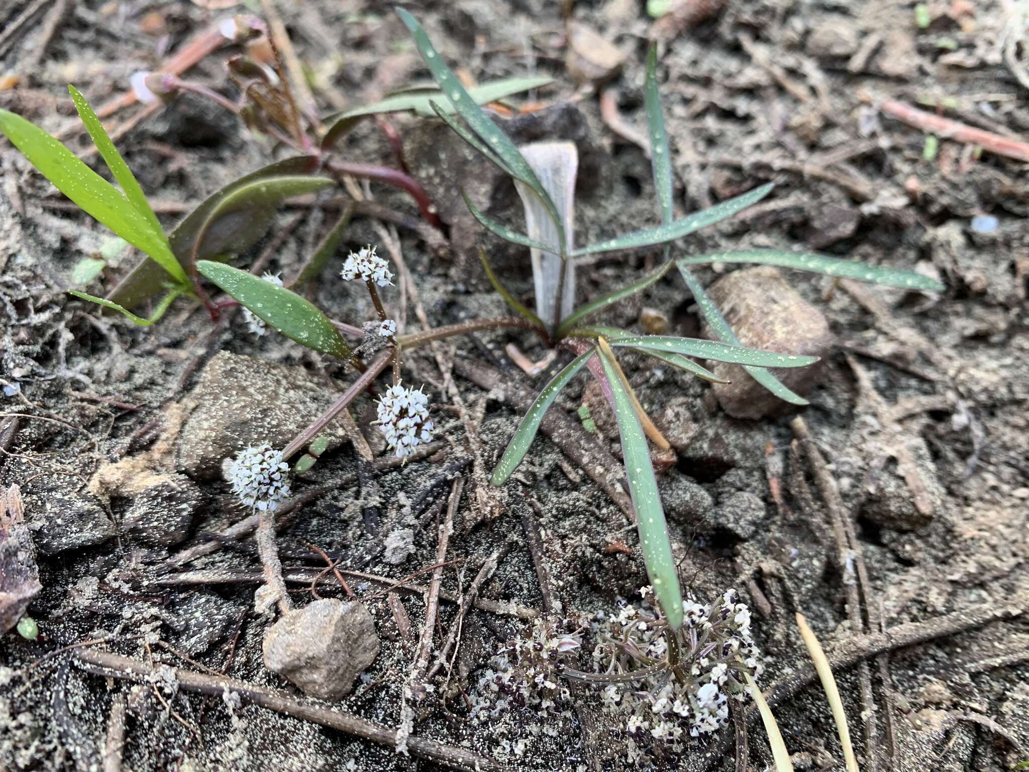 Image of Great Basin Indian potato