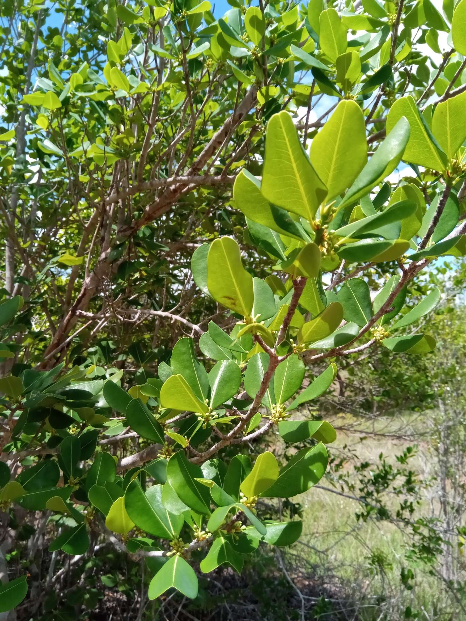 Imagem de Erythroxylum platyclados Boj.